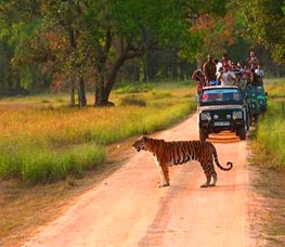 Kanha Tiger Reserve in Jabalpur. Book Hotel Vijan Mahal.