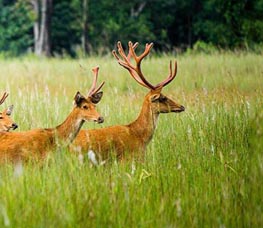 Satpura National park near Hotel Vijan Mahal Jabalpur